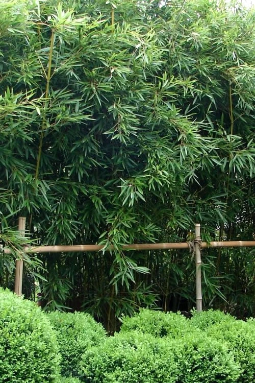 Humilis Hedge Bamboo - Phyllostachys Humilis - 3 Gallon Pot 1 Humilis Hedge Bamboo - Phyllostachys Humilis - 3 Gallon Pot