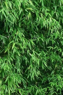 Humilis Hedge Bamboo - Phyllostachys Humilis - 2 Gallon Pot -Outlet Leaf Echoes Store Bamboo Humilis 9