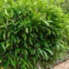 Latifolius Broadleaf Bamboo - Indocalamus Latifolius - 3 Gallon Pot