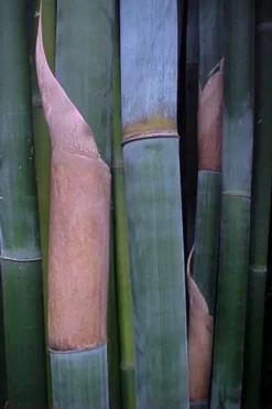 Giant Weavers Royal Bamboo (Wong Chuk) - Bambusa Textilis 'Kanapaha' - 3 Gallon Pot -Outlet Leaf Echoes Store Bamboo Kanapaha 13
