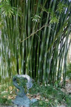 Giant Weavers Royal Bamboo (Wong Chuk) - Bambusa Textilis 'Kanapaha' - 3 Gallon Pot -Outlet Leaf Echoes Store Bamboo Kanapaha 18