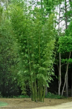Giant Weavers Royal Bamboo (Wong Chuk) - Bambusa Textilis 'Kanapaha' - 3 Gallon Pot -Outlet Leaf Echoes Store Bamboo Kanapaha 6
