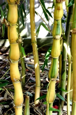 Yellow Buddha Belly Bamboo - Bambusa Ventricosa 'Kimmei' - 3 Gallon Pot -Outlet Leaf Echoes Store Bamboo Kimmei 2