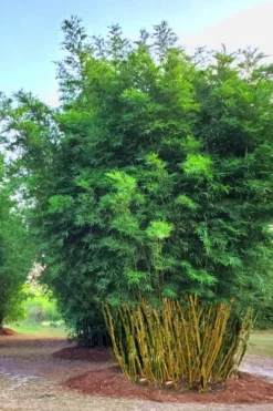 Yellow Buddha Belly Bamboo - Bambusa Ventricosa 'Kimmei' - 3 Gallon Pot -Outlet Leaf Echoes Store Bamboo Kimmei 5