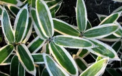 Kuma Zasa Dwarf Bamboo (Sasa Veitchii 'Kuma-Zasa') - 3 Gallon Pot -Outlet Leaf Echoes Store Bamboo Kuma Zasa 1