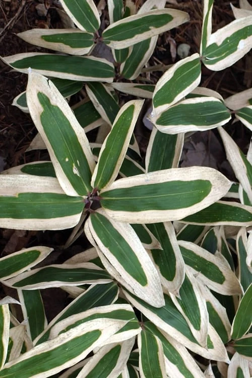 Kuma Zasa Dwarf Bamboo - Sasa Veitchii 'Kuma-Zasa' - 1 Gallon Pot 1 Kuma Zasa Dwarf Bamboo - Sasa Veitchii 'Kuma-Zasa' - 1 Gallon Pot
