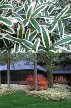 Kuma Zasa Dwarf Bamboo (Sasa Veitchii 'Kuma-Zasa') - 3 Gallon Pot -Outlet Leaf Echoes Store Bamboo Kuma Zasa 13