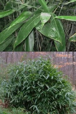 Latifolius Broadleaf Bamboo - Indocalamus Latifolius - 3 Gallon Pot -Outlet Leaf Echoes Store Bamboo Latifolius 500x750 1