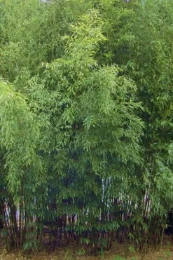 Spotted Leopard Bamboo - Phyllostachys Bambusoides 'Tanakae' - 3 Gallon Pot -Outlet Leaf Echoes Store Bamboo Leopard 11