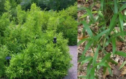 Macon Rivercane Bamboo - Arundinaria Gigantea 'Macon' - 3 Gallon Pot -Outlet Leaf Echoes Store Bamboo Macon Rivercane 2