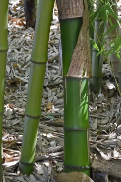 Madake Giant Japanese Timber Bamboo (Phyllostachys Bambusoides) - 3 Gallon Pot (2-4') -Outlet Leaf Echoes Store Bamboo Madake 11 1