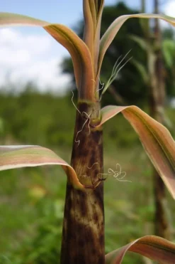 Madake Giant Japanese Timber Bamboo (Phyllostachys Bambusoides) - 2 Gallon Pot -Outlet Leaf Echoes Store Bamboo Madake 13