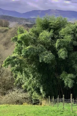 Madake Giant Japanese Timber Bamboo (Phyllostachys Bambusoides) - 2 Gallon Pot -Outlet Leaf Echoes Store Bamboo Madake 14