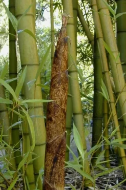 Outlet Leaf Echoes Store 32 Madake Giant Japanese Timber Bamboo (Phyllostachys Bambusoides) - 3 Gallon Pot (4-6'+)
