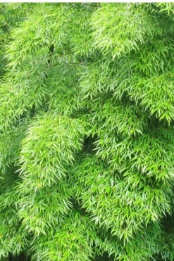 Moso Giant Bamboo (Phyllostachys Edulis 'Moso') - 3 Gallon Pot (2-4') -Outlet Leaf Echoes Store Bamboo Moso 11 1
