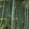 Moso Giant Bamboo (Phyllostachys Edulis 'Moso') - 3 Gallon Pot (2-4')