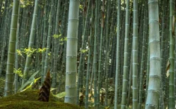 Moso Giant Bamboo (Phyllostachys Edulis 'Moso') - 3 Gallon Pot (4-6') -Outlet Leaf Echoes Store Bamboo Moso 24