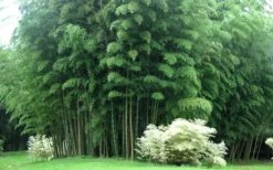 Moso Giant Bamboo (Phyllostachys Edulis 'Moso') - 3 Gallon Pot (2-4') -Outlet Leaf Echoes Store Bamboo Moso 3 1