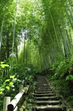 Moso Giant Bamboo (Phyllostachys Edulis 'Moso') - 3 Gallon Pot (4-6') -Outlet Leaf Echoes Store Bamboo Moso 9