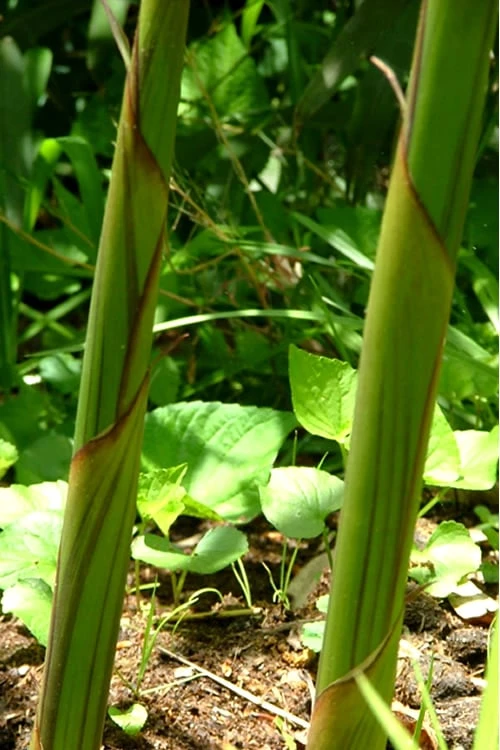 Red Margin Bamboo - Phyllostachys Rubromarginata - 3 Gallon Pot (2-4' HT) 6 Red Margin Bamboo - Phyllostachys Rubromarginata - 3 Gallon Pot (2-4' HT) - Image 6