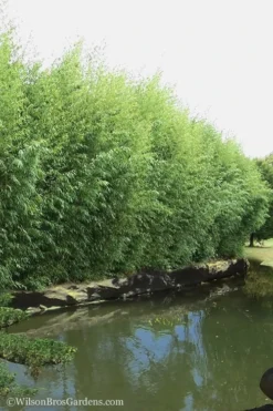 Red Margin Bamboo - Phyllostachys Rubromarginata - 3 Gallon Pot (4-6') -Outlet Leaf Echoes Store Bamboo Red Margin 13