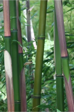 Red Margin Bamboo - Phyllostachys Rubromarginata - 3 Gallon Pot (2-4' HT) 9 Red Margin Bamboo - Phyllostachys Rubromarginata - 3 Gallon Pot (2-4' HT) -Outlet Leaf Echoes Store Bamboo Red Margin 500x750 2