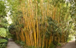 Robert Young Golden Bamboo (Phyllostachys Viridis 'Robert Young') - 3 Gallon Pot (4-6'+) -Outlet Leaf Echoes Store Bamboo Robert Young 1 1
