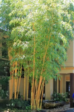 Robert Young Golden Bamboo - Phyllostachys Viridis 'Robert Young' - 3 Gallon Pot (2-4')