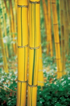 Robert Young Golden Bamboo - Phyllostachys Viridis 'Robert Young' - 3 Gallon Pot (2-4') -Outlet Leaf Echoes Store Bamboo Robert Young 9