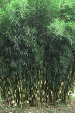 Robust Bamboo - Fargesia Robusta - 1 Gallon Pot -Outlet Leaf Echoes Store Bamboo Robusta 1 1