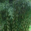 Robust Bamboo - Fargesia Robusta - 1 Gallon Pot