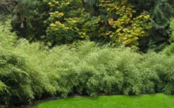 Dragons Head Bamboo - Fargesia Dracocephala 'Rufa' - 1 Gallon Pot -Outlet Leaf Echoes Store Bamboo Rufa Hedge 1 1