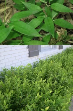Ruscus Bamboo (Shibataea Kumasaca) - 1 Gallon Pot -Outlet Leaf Echoes Store Bamboo Ruscus 500x750 1