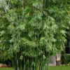 Seabreeze Bamboo - Bambusa Malingensis - 3 Gallon Pot