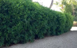 Seabreeze Bamboo - Bambusa Malingensis - 3 Gallon Pot -Outlet Leaf Echoes Store Bamboo Seabreeze 3 1