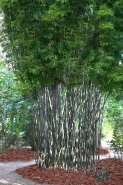 Silk Bamboo - Bambusa Textilis 'Glabra' - 2 Gallon Pot -Outlet Leaf Echoes Store Bamboo Silk 5