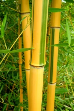 Green Groove Golden Bamboo - Phyllostachys Aureosulcata 'Spectabilis' - 3 Gallon Pot (4-6') -Outlet Leaf Echoes Store Bamboo Spectabilis 13