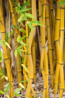 Green Groove Golden Bamboo - Phyllostachys Aureosulcata 'Spectabilis' - 3 Gallon Pot (2-4') -Outlet Leaf Echoes Store Bamboo Spectabilis 17 1