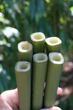 Square Stem Bamboo - Chimonobambusa Quadrangularis - 5 Gallon Pot