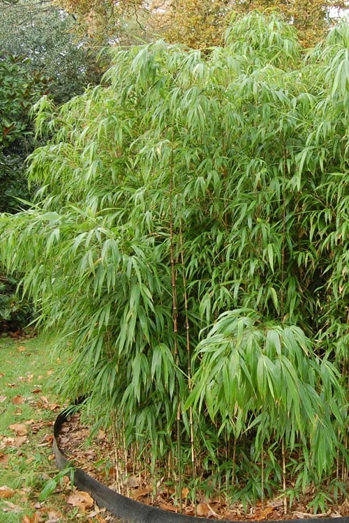 Square Stem Bamboo - Chimonobambusa Quadrangularis - 5 Gallon Pot 6 Square Stem Bamboo - Chimonobambusa Quadrangularis - 5 Gallon Pot - Image 6