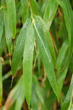 Square Stem Bamboo (Chimonobambusa Quadrangularis) - 3 Gallon Pot (2-4') -Outlet Leaf Echoes Store Bamboo Square 3