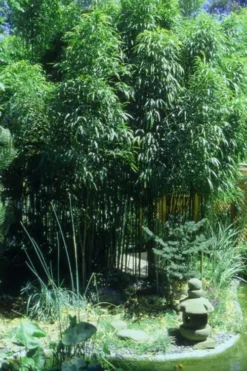 Square Stem Bamboo (Chimonobambusa Quadrangularis) - 3 Gallon Pot (2-4') -Outlet Leaf Echoes Store Bamboo Square 4