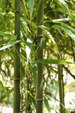 Square Stem Bamboo - Chimonobambusa Quadrangularis - 5 Gallon Pot 10 Square Stem Bamboo - Chimonobambusa Quadrangularis - 5 Gallon Pot -Outlet Leaf Echoes Store Bamboo Square 7 1
