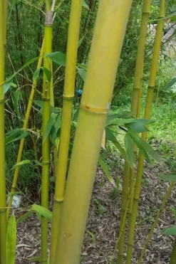 Stone Bamboo - Phyllostachys Angusta - 3 Gallon Pot (3-4') -Outlet Leaf Echoes Store Bamboo Stone 2