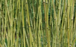 Stone Bamboo - Phyllostachys Angusta - 3 Gallon Pot (3-4') -Outlet Leaf Echoes Store Bamboo Stone 3