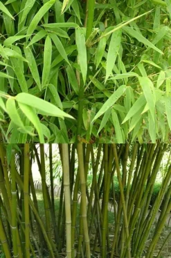 Stone Bamboo - Phyllostachys Angusta - 3 Gallon Pot (3-4') -Outlet Leaf Echoes Store Bamboo Stone 4