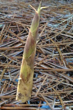 Sweet Shoot Bamboo - Phyllostachys Dulcis - 3 Gallon Pot -Outlet Leaf Echoes Store Bamboo Sweet Shoot 2