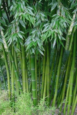 Outlet Leaf Echoes Store 30 Sweet Shoot Bamboo - Phyllostachys Dulcis - 3 Gallon Pot