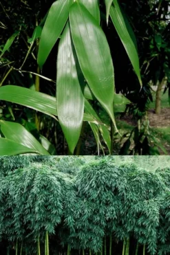 Sweet Shoot Bamboo - Phyllostachys Dulcis - 3 Gallon Pot -Outlet Leaf Echoes Store Bamboo Sweet Shoot 6