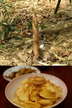 Sweet Shoot Bamboo - Phyllostachys Dulcis - 3 Gallon Pot -Outlet Leaf Echoes Store Bamboo Sweet Shoot 7